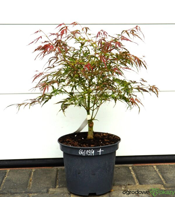 KLON PALMOWY MANYO NO SATO Acer palmatum