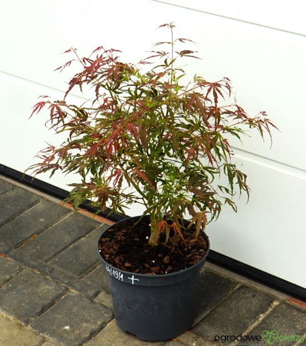 KLON PALMOWY MANYO NO SATO Acer palmatum