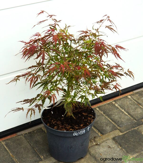 KLON PALMOWY MANYO NO SATO Acer palmatum