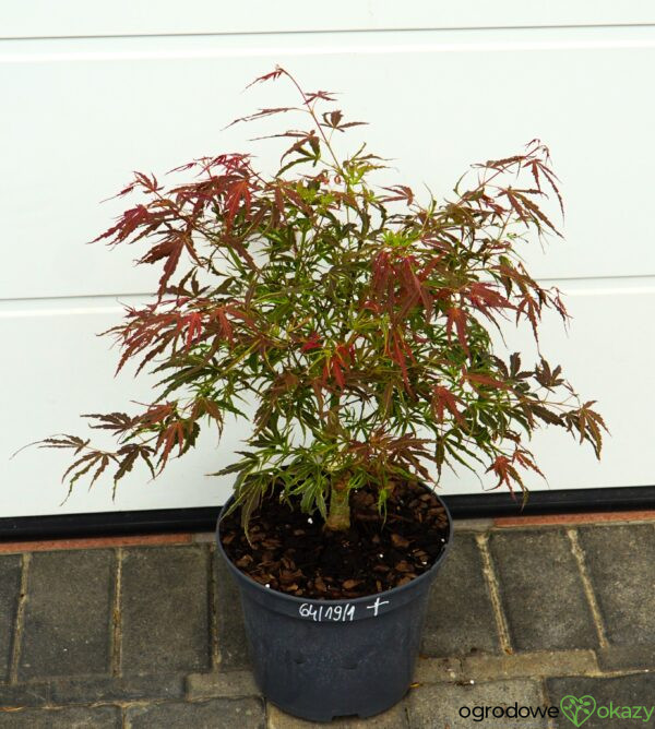 KLON PALMOWY MANYO NO SATO Acer palmatum