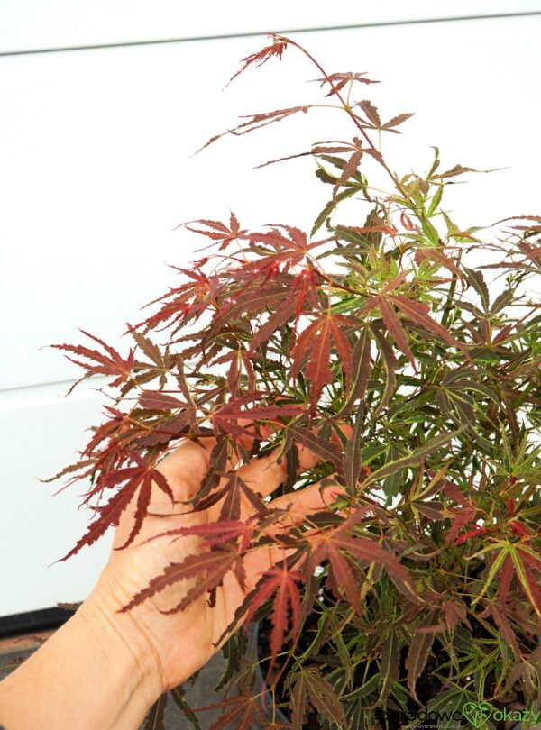 KLON PALMOWY MANYO NO SATO Acer palmatum