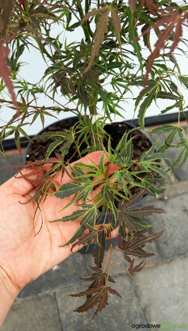 KLON PALMOWY MANYO NO SATO Acer palmatum