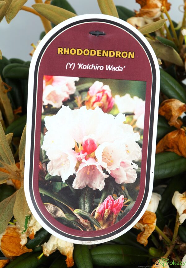 RÓŻANECZNIK KOICHIRO WADA Rhododendron