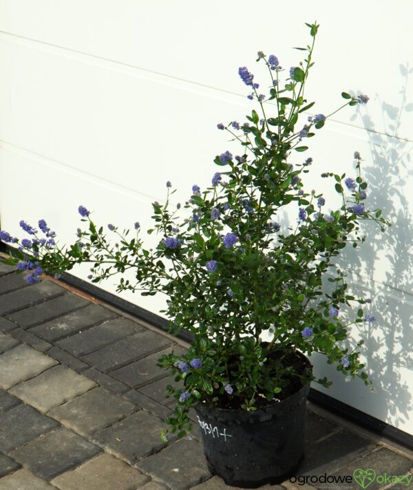 PRUSZNIK KALIFORNIJSKI VICTORIA Ceanothus impressus