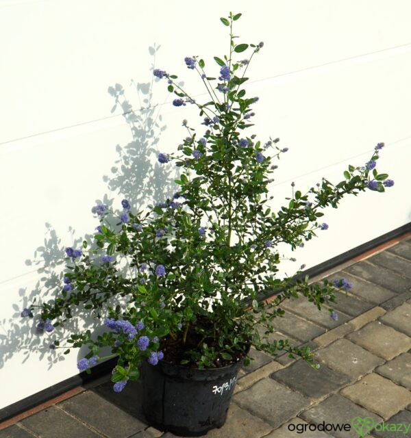 PRUSZNIK KALIFORNIJSKI VICTORIA Ceanothus impressus