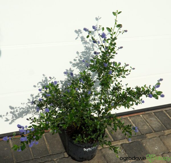 PRUSZNIK KALIFORNIJSKI VICTORIA Ceanothus impressus