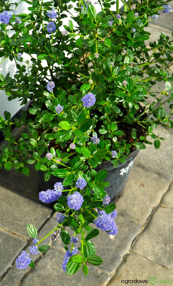 PRUSZNIK KALIFORNIJSKI VICTORIA Ceanothus impressus