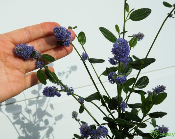 PRUSZNIK KALIFORNIJSKI VICTORIA Ceanothus impressus