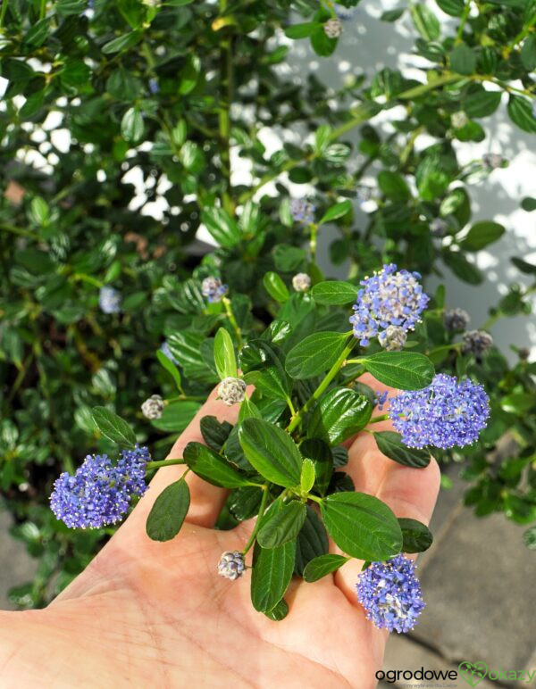 PRUSZNIK KALIFORNIJSKI VICTORIA Ceanothus impressus