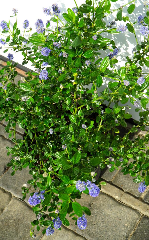 PRUSZNIK KALIFORNIJSKI VICTORIA Ceanothus impressus