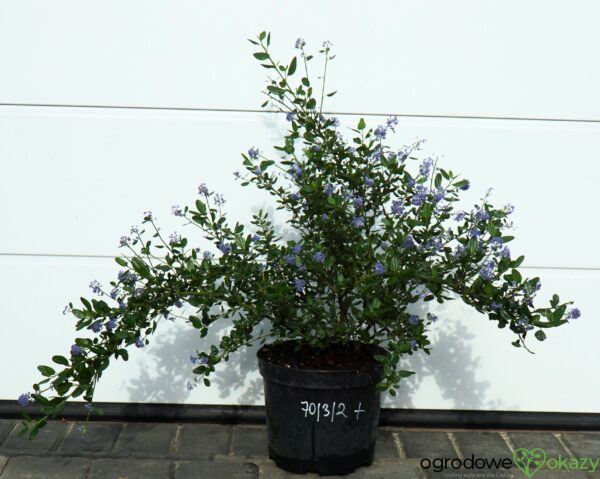 PRUSZNIK KALIFORNIJSKI VICTORIA Ceanothus impressus