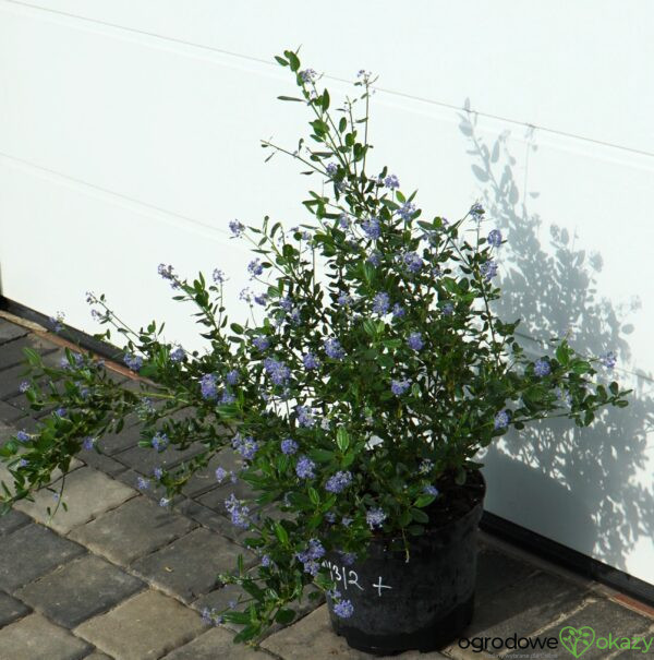 PRUSZNIK KALIFORNIJSKI VICTORIA Ceanothus impressus