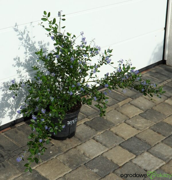 PRUSZNIK KALIFORNIJSKI VICTORIA Ceanothus impressus