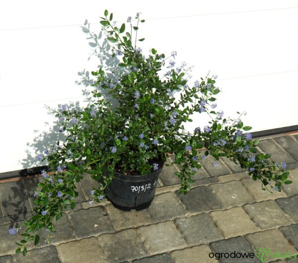 PRUSZNIK KALIFORNIJSKI VICTORIA Ceanothus impressus