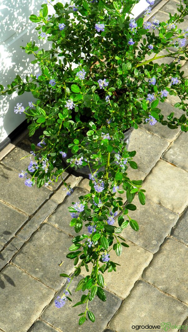 PRUSZNIK KALIFORNIJSKI VICTORIA Ceanothus impressus