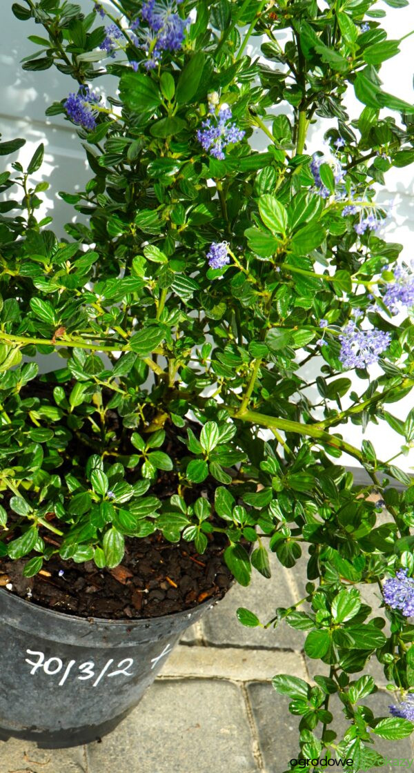 PRUSZNIK KALIFORNIJSKI VICTORIA Ceanothus impressus