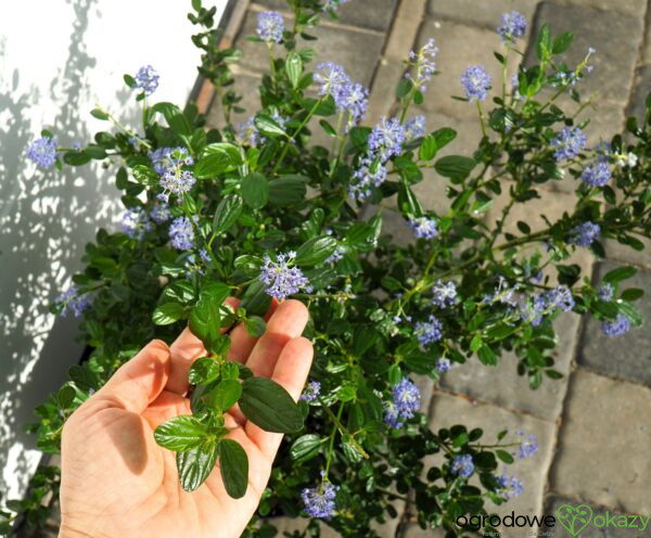 PRUSZNIK KALIFORNIJSKI VICTORIA Ceanothus impressus