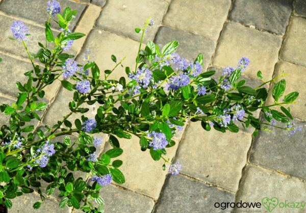 PRUSZNIK KALIFORNIJSKI VICTORIA Ceanothus impressus