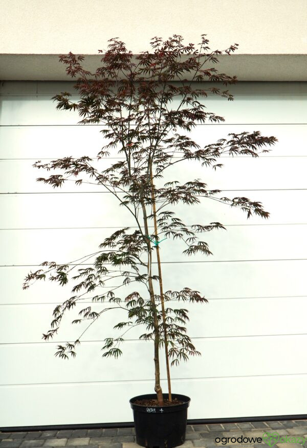 KLON PALMOWY TROMPENBURG Acer palmatum