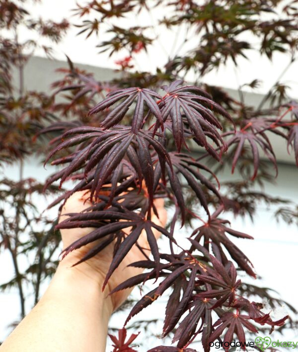 KLON PALMOWY TROMPENBURG Acer palmatum