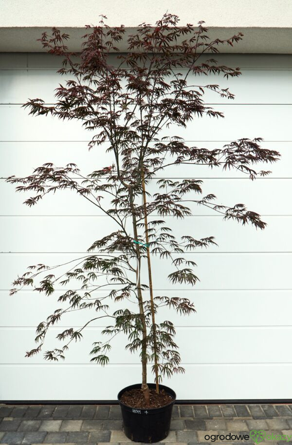 KLON PALMOWY TROMPENBURG Acer palmatum