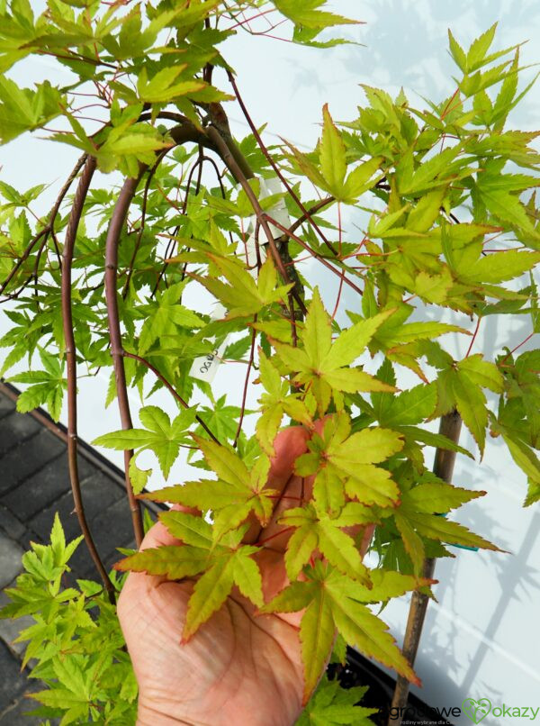 KLON PALMOWY RYUSEN Acer palmatum