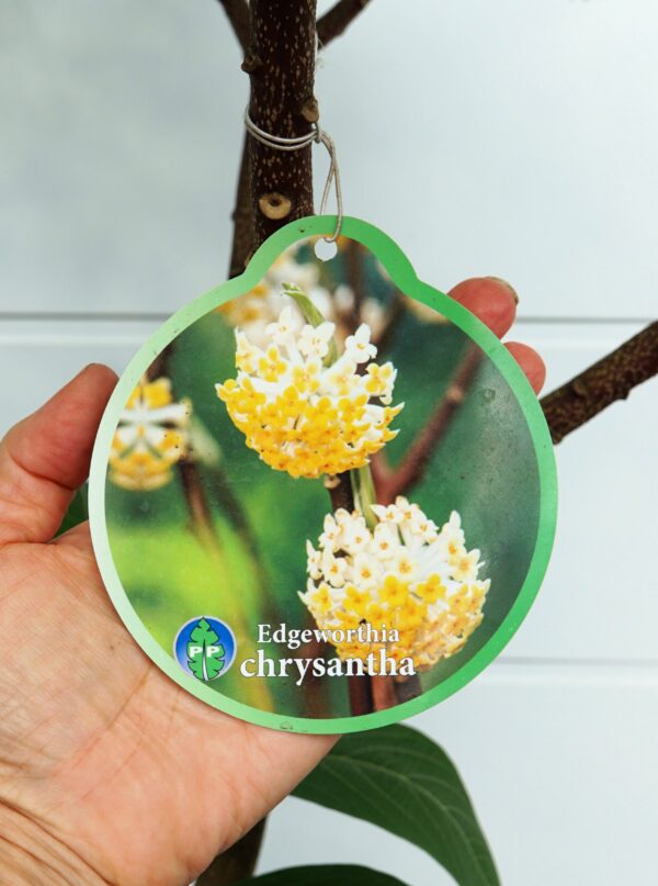 EDGEWORTHIA PAPIERODAJNA Edgeworthia chrysantha