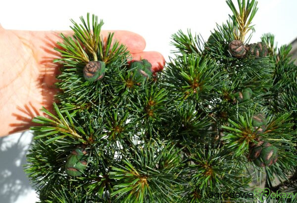 SOSNA KARŁOWA JAPONICA Pinus pumila