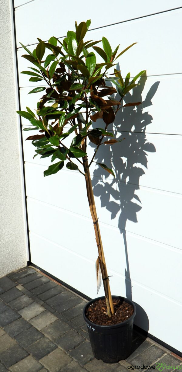 MAGNOLIA WIELKOKWIATOWA Magnolia grandiflora