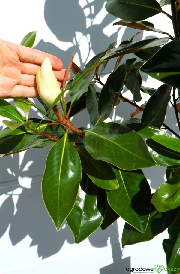 MAGNOLIA WIELKOKWIATOWA Magnolia grandiflora