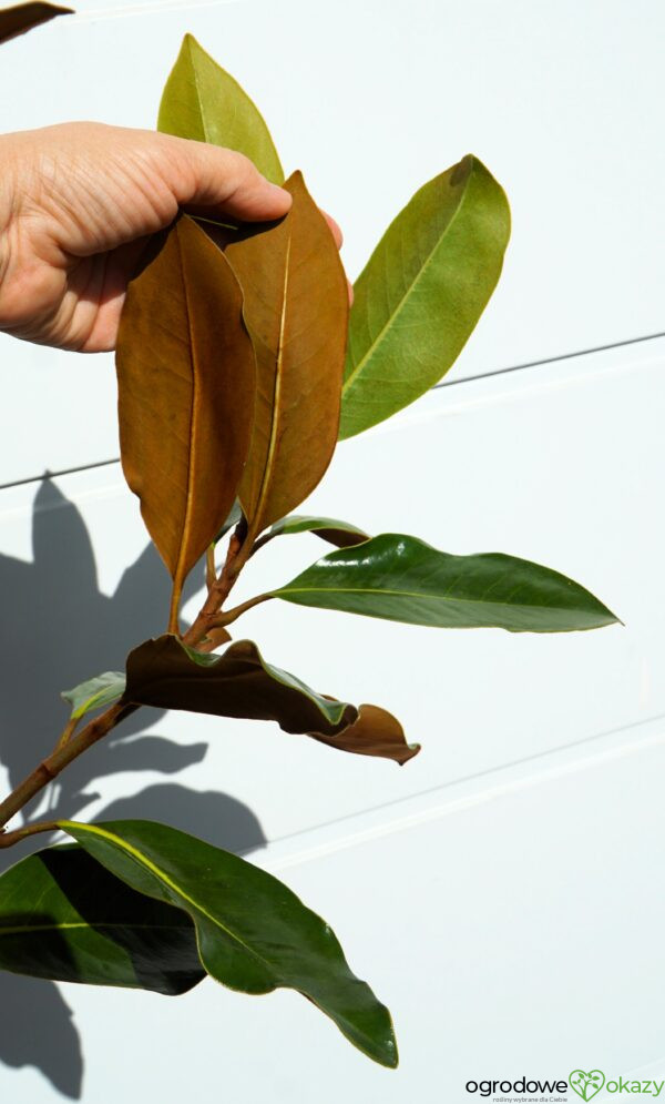 MAGNOLIA WIELKOKWIATOWA Magnolia grandiflora