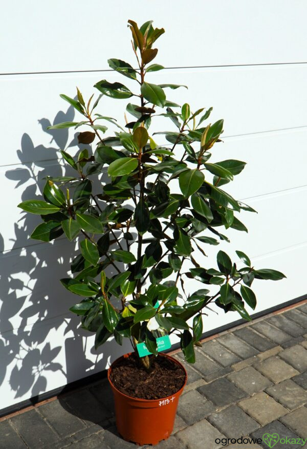 MAGNOLIA WIELKOKWIATOWA LITTLE GEM Magnolia grandiflora