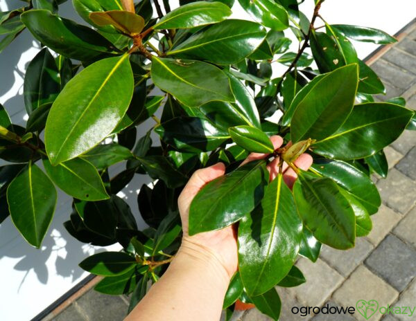 MAGNOLIA WIELKOKWIATOWA LITTLE GEM Magnolia grandiflora