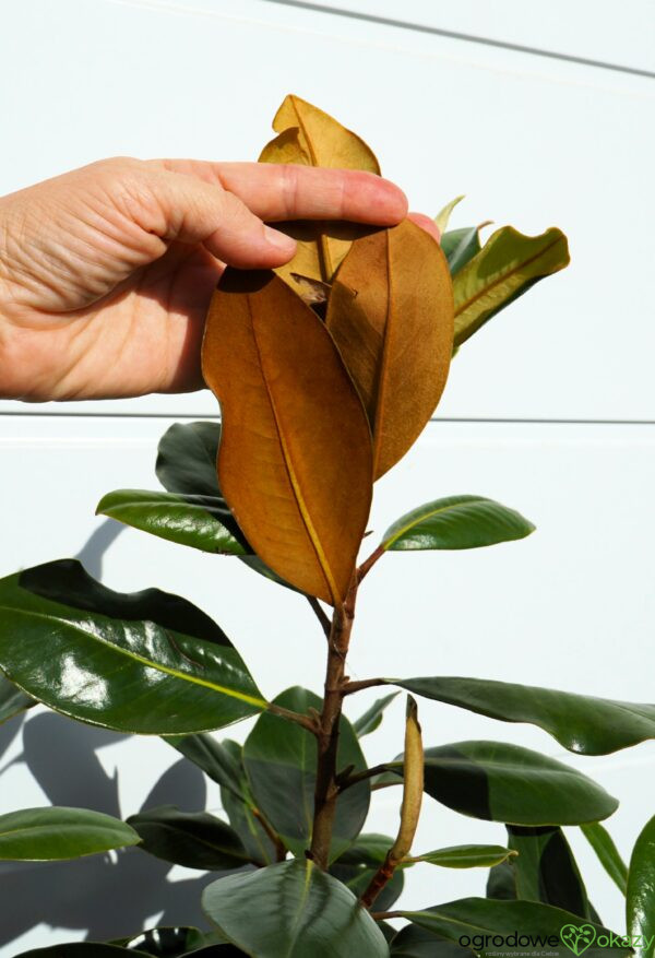 MAGNOLIA WIELKOKWIATOWA LITTLE GEM Magnolia grandiflora