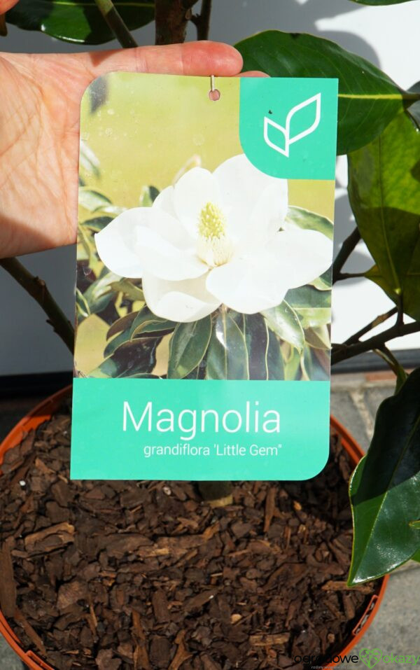 MAGNOLIA WIELKOKWIATOWA LITTLE GEM Magnolia grandiflora