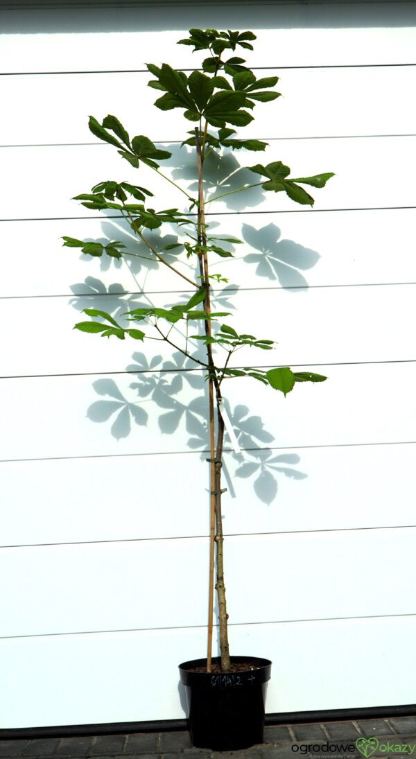 KASZTANOWIEC POSPOLITY KAROLINA REINHOLD Aesculus hippocastanum