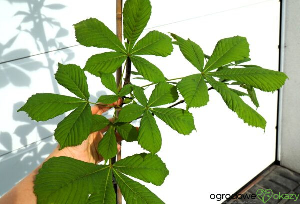 KASZTANOWIEC POSPOLITY KAROLINA REINHOLD Aesculus hippocastanum