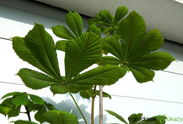 KASZTANOWIEC POSPOLITY KAROLINA REINHOLD Aesculus hippocastanum