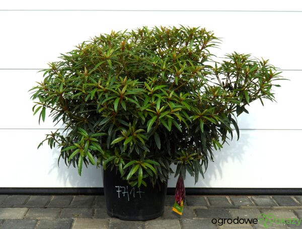 RÓŻANECZNIK GRAZIELLA Rhododendron hybrydium