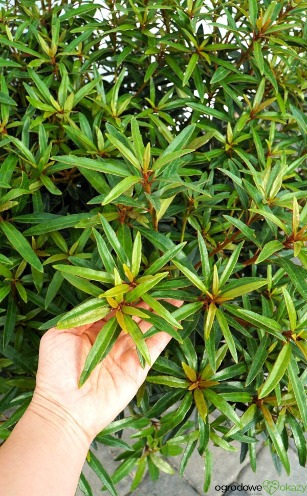 RÓŻANECZNIK GRAZIELLA Rhododendron hybrydium