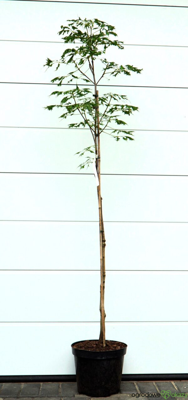 KASZTANOWIEC POSPOLITY LACINIATA Aesculus hippocastanum