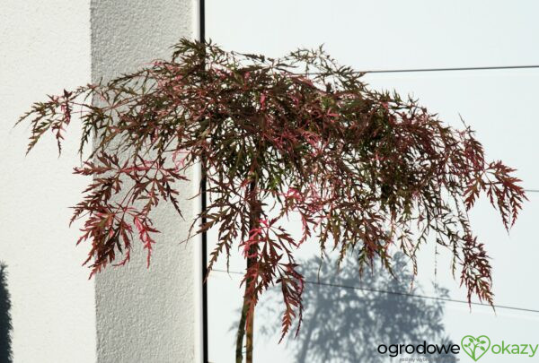 KLON PALMOWY HANA MATOI PBR Acer palmatum