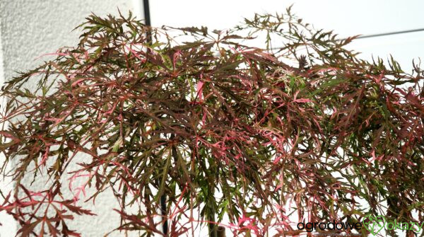 KLON PALMOWY HANA MATOI PBR Acer palmatum