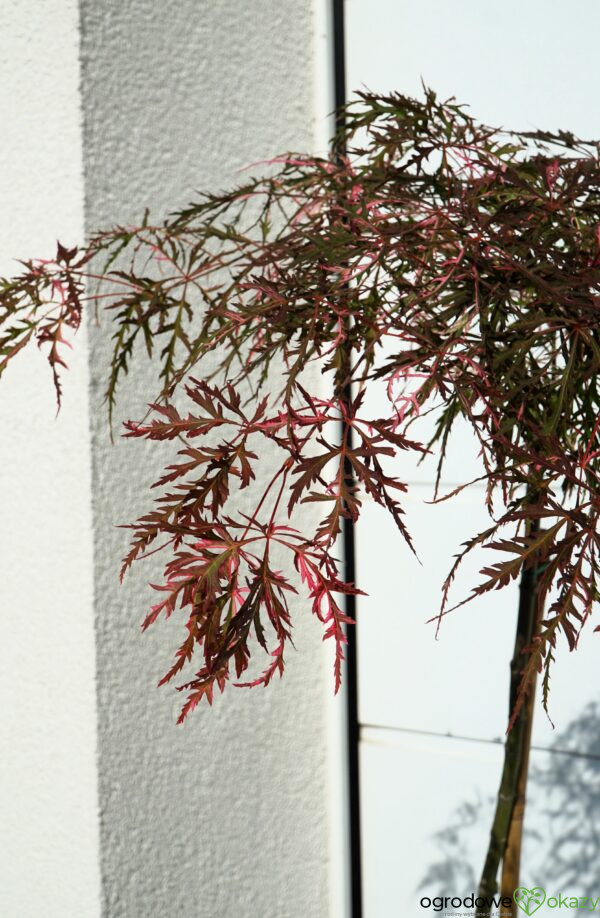 KLON PALMOWY HANA MATOI PBR Acer palmatum