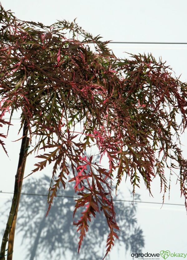 KLON PALMOWY HANA MATOI PBR Acer palmatum