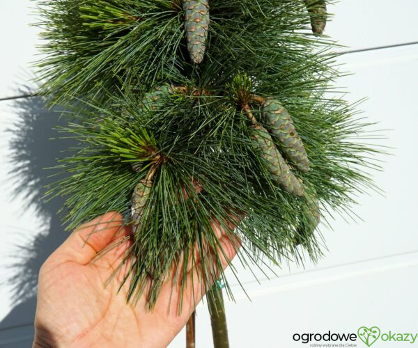 SOSNA SCHWERINA 'WIETHORST' Pinus x schwerinii