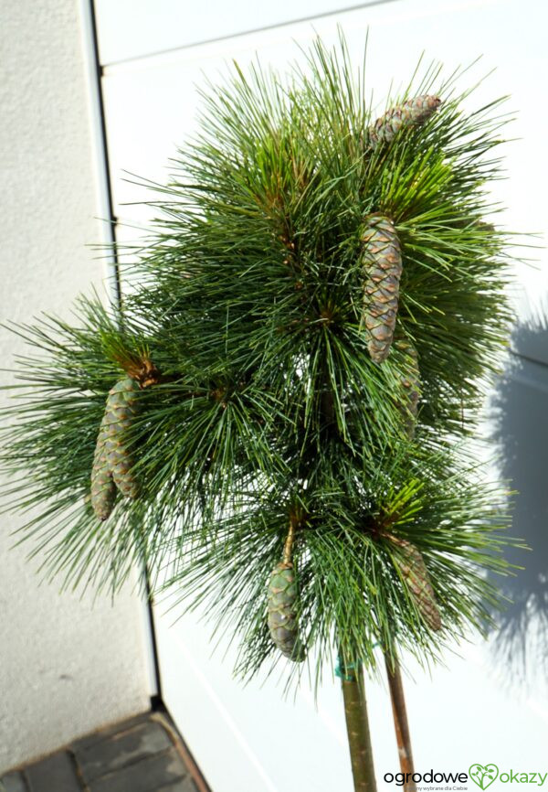 SOSNA SCHWERINA 'WIETHORST' Pinus x schwerinii