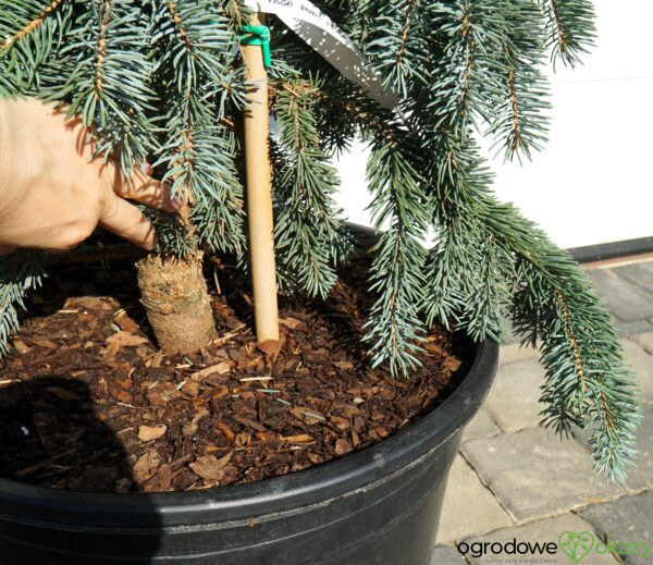 ŚWIERK KŁUJĄCY FRUHLING GOLD Picea pungens