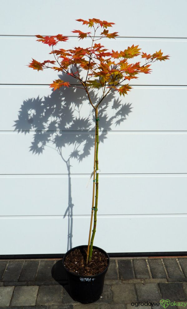 KLON SHIRASAWY AUTUMN MOON Acer shirasawanum