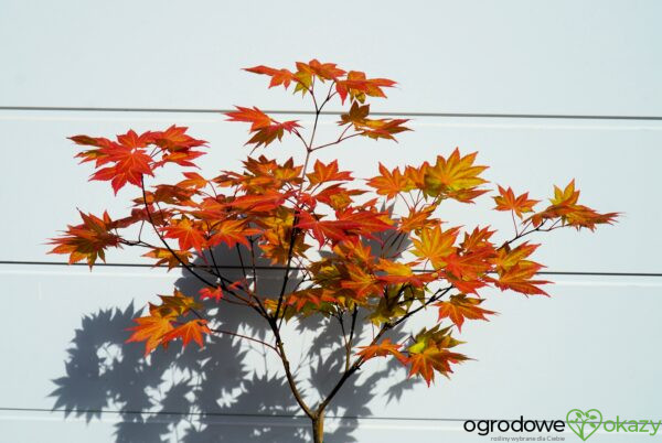 KLON SHIRASAWY AUTUMN MOON Acer shirasawanum